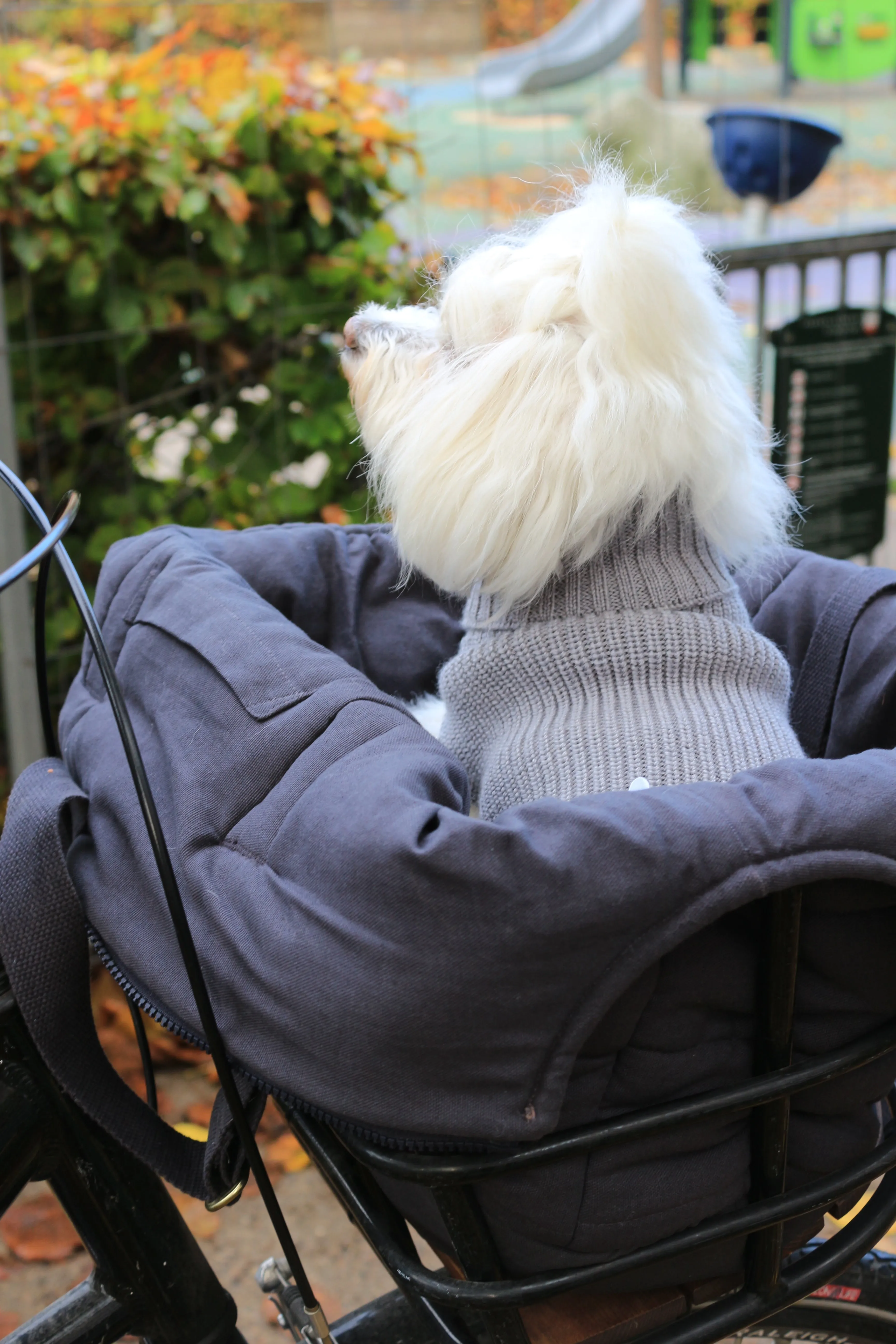 Female Wool dog sweater Grey